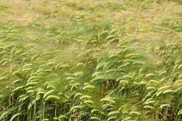 Green wheat field background. Copyspace in upper part.