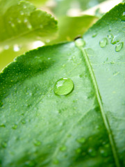 goutte d'eau