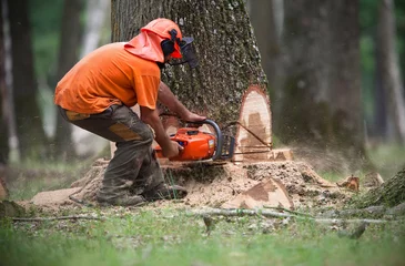 Fotobehang bûcheron coupe arbre abattage forêt préserver déforestation © shocky