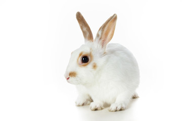 Obraz premium Cute animal