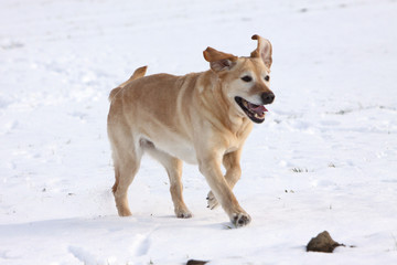 Labrador Retriever im Schnee