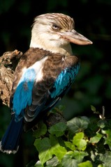 Kookaburra