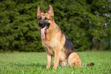 German shepherd