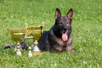 German Sheepdog with cups laying on the grass