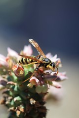 Kaktusblüten mit Wespe