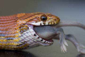 Snake eating a mouse
