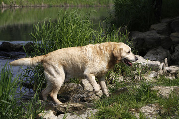 Obraz na płótnie Canvas Labrador Retriever