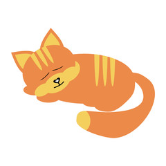 sleeping cat on white background
