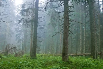 pine forest in a mist © Yuriy Kulik