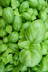 Basilic grand vert