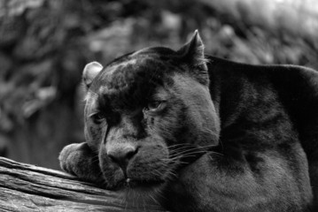 Black Jaguar