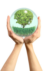 sfera piante grano ecologia