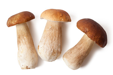 fresh  mushrooms