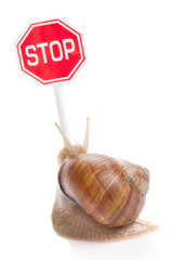 garden snail and stop traffic sign