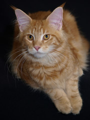 Norwegische Waldkatze