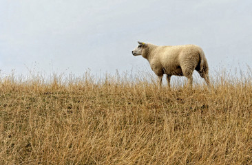 Dutch texel sheep - obrazy, fototapety, plakaty