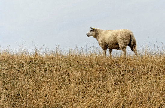 Dutch texel sheep