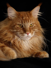 Norwegische Waldkatze