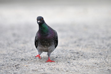 Pigeon.