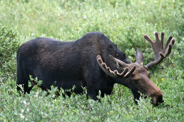 A large bull moose browsing in a wetland