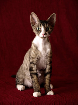 Devon Rex