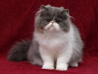 Perserkatze 11