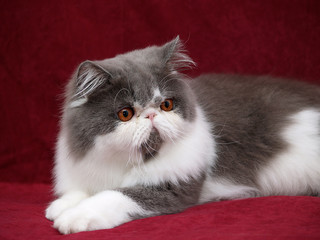 Perserkatze 9