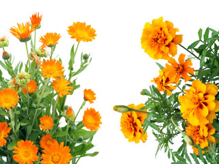 Orange flowers postcard