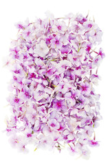 Pink phloxes medallion