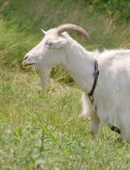 Белая коза щиплет траву