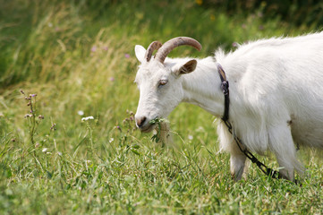 Белая коза пасется