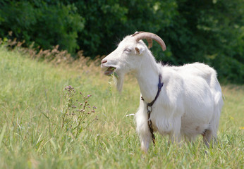 Obraz premium Пасущаяся белая коза