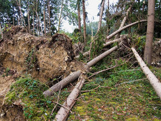 Sturmschaden. Bäume im Wald nach Sturm.
