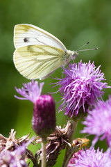 Small White