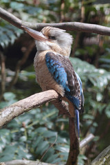 Blue winged Kookaburra