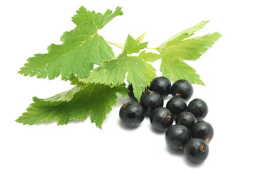 Currants with leaves