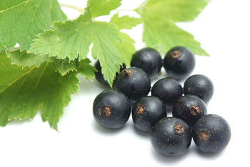 Currants with leaves
