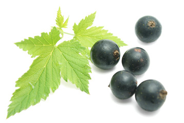 Currants with leaves