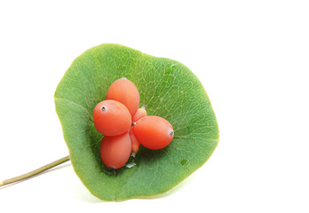 Ornamental honeysuckle