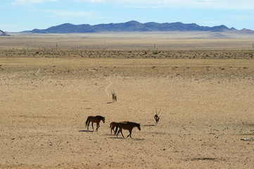 chevaux et oryx
