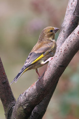 Juvenile Goldfinch