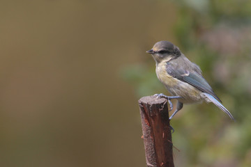 Juvenile BlueTit  (Parus caeruleus)