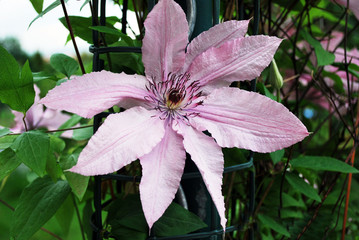 blume rosa