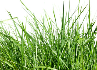 brins d'herbes, fond blanc