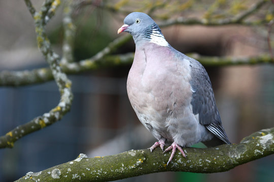 Wood Pigeon  (Columba palumbus)