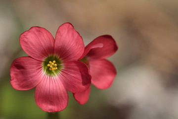 vivid Red Flower