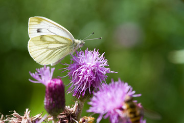 Small White  (Artogeia rapae)