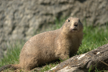 Präriehunde, schwarzschwanz, augen, nase, fell, nagetier, graben