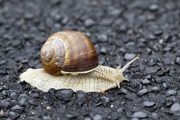 Edible snail on the black background