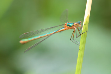 Emerald Damselfly